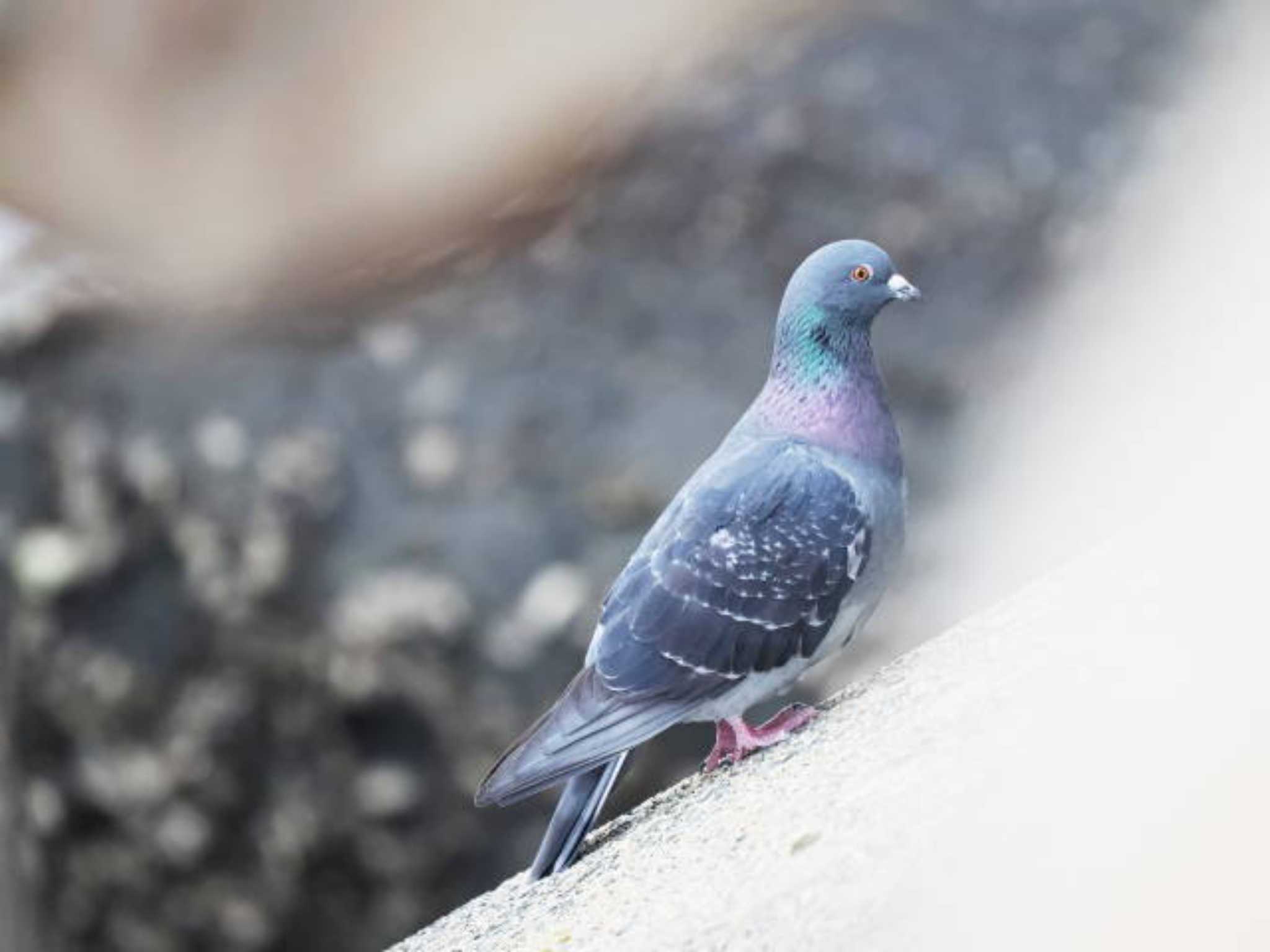 Rock Dove