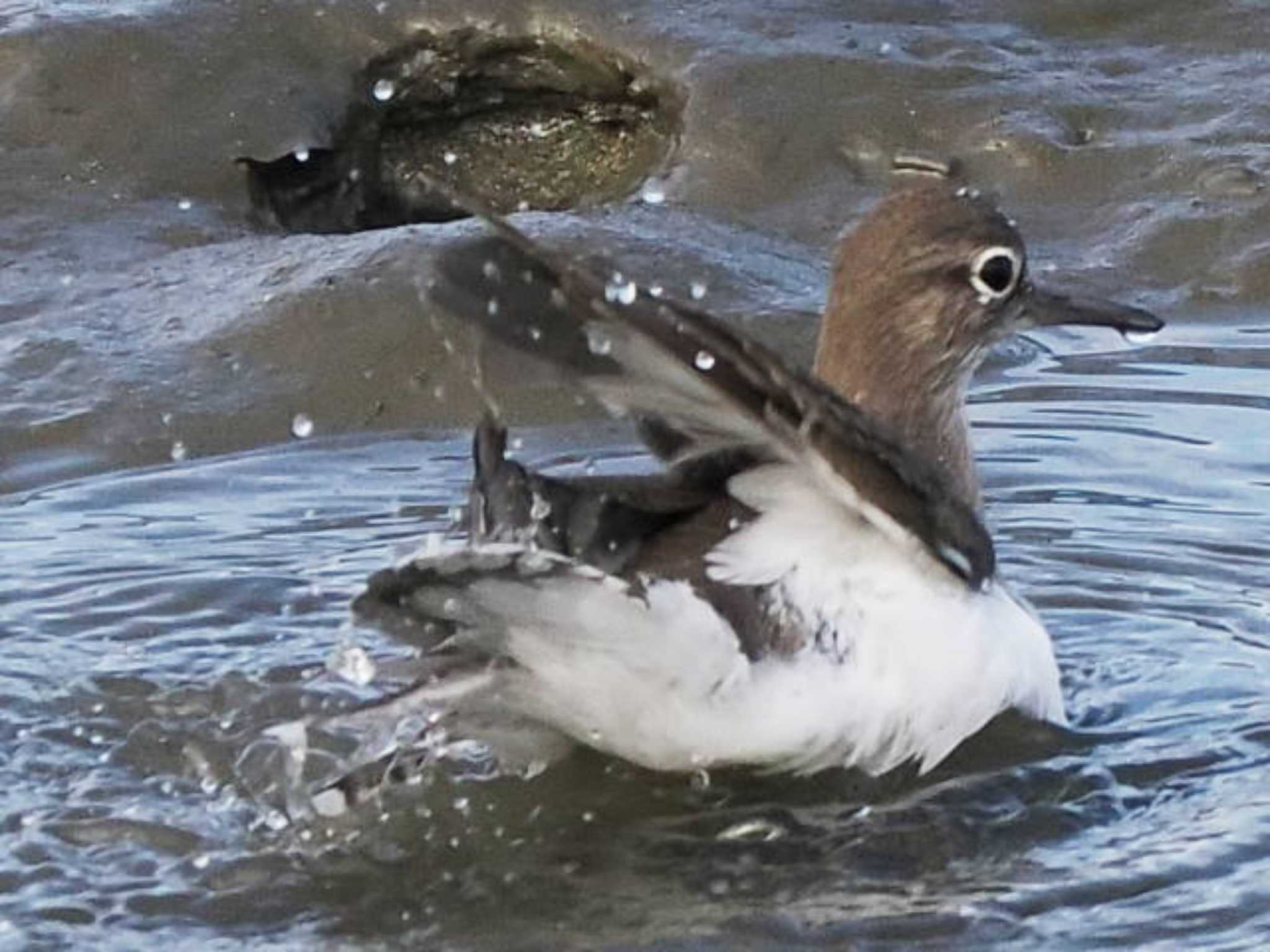 Common Sandpiper