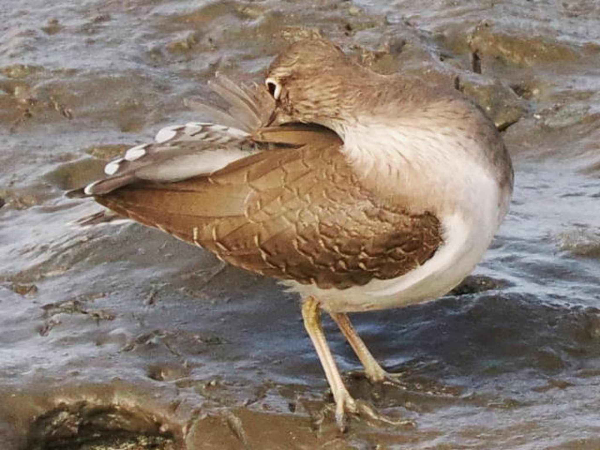 Common Sandpiper