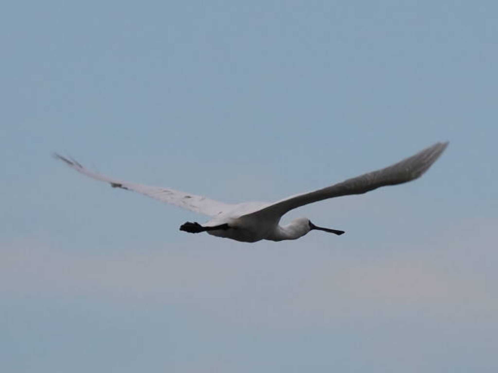 Black-faced Spoonbill