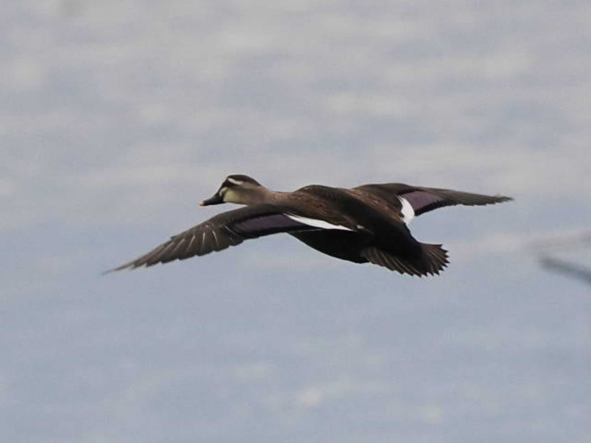 Eastern Spot-billed Duck