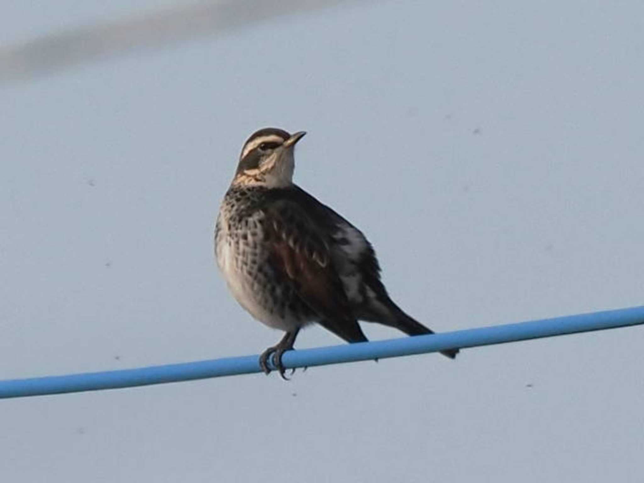 Dusky Thrush