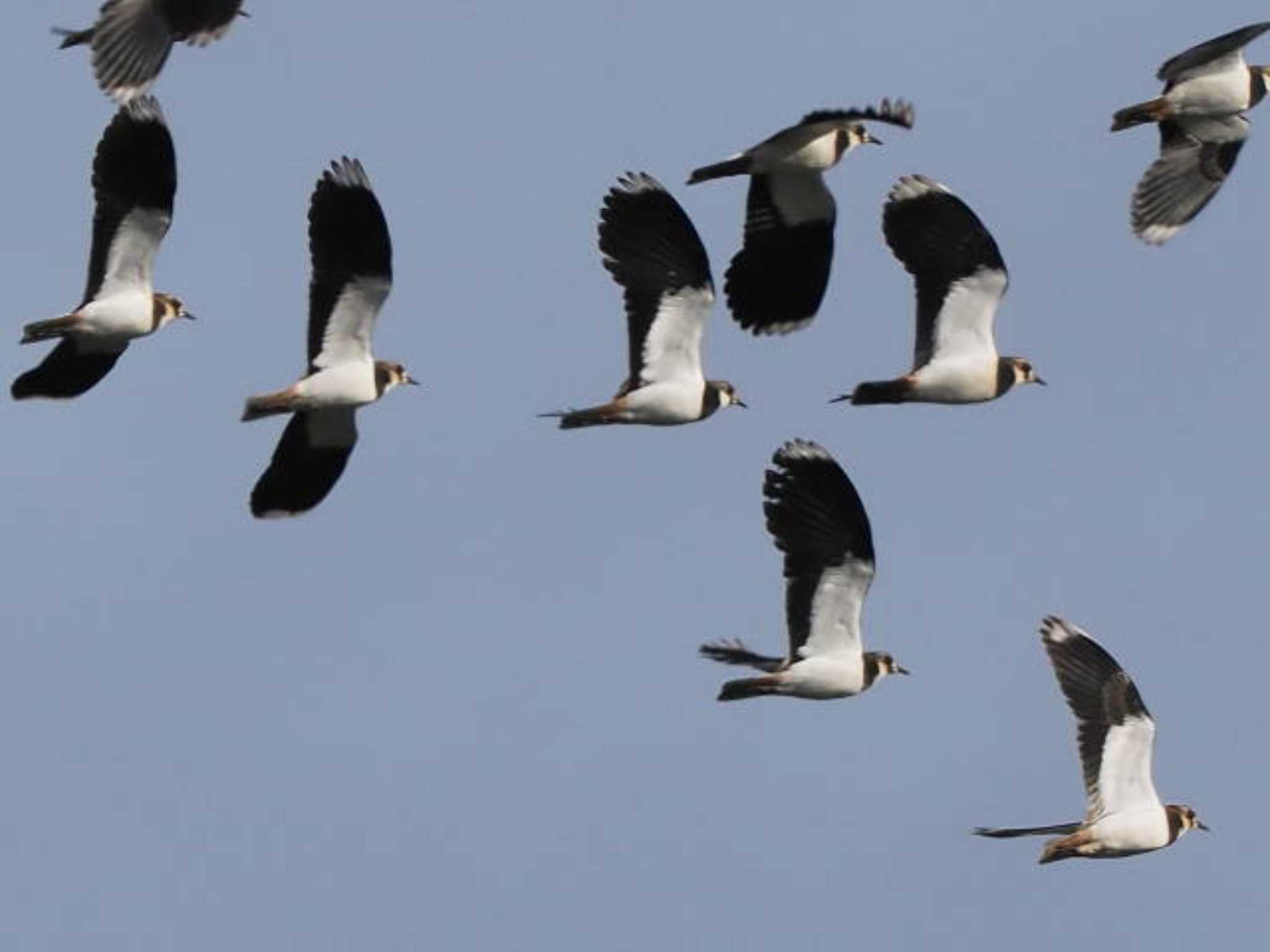 Northern Lapwing