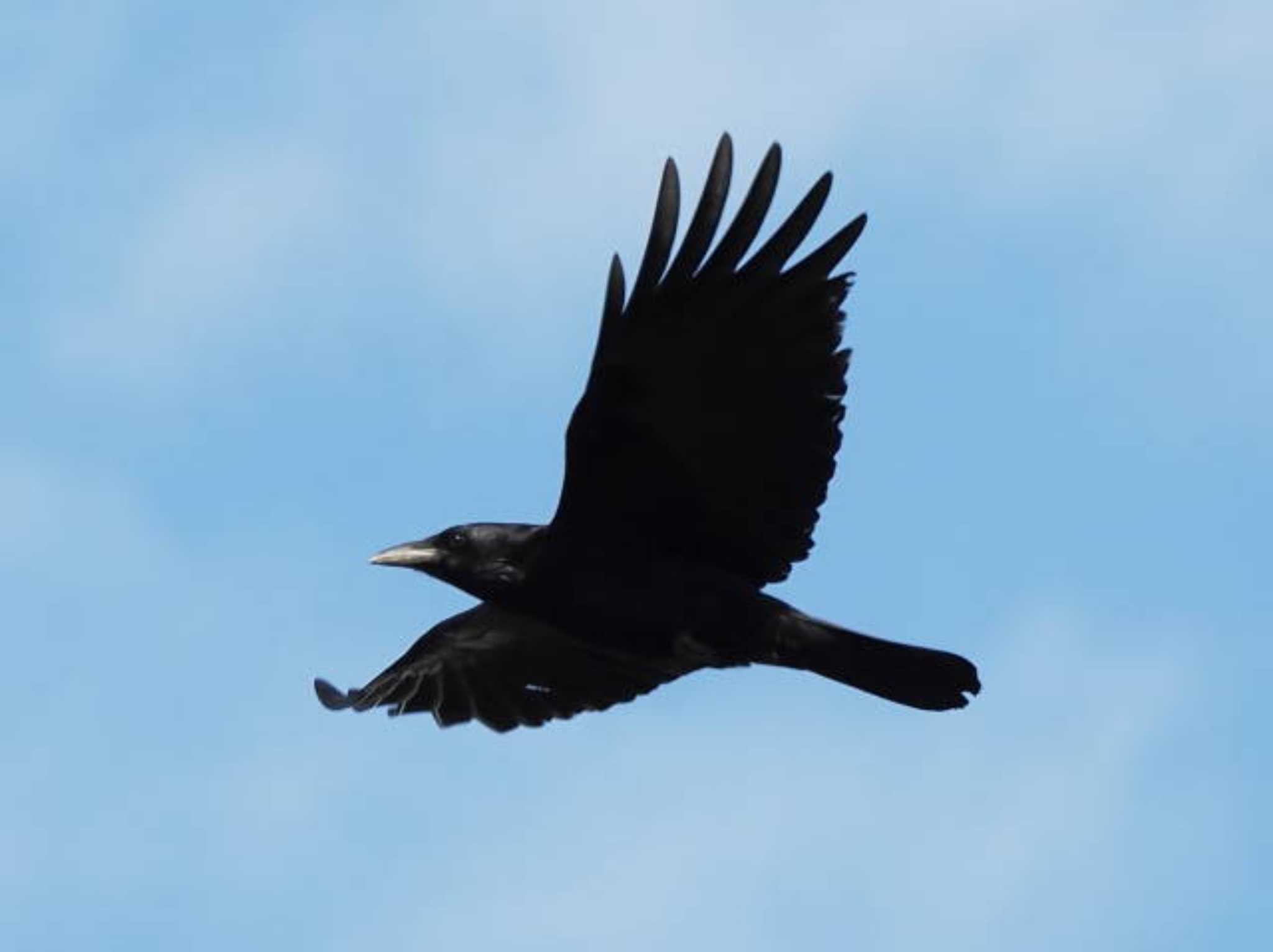 Carrion Crow