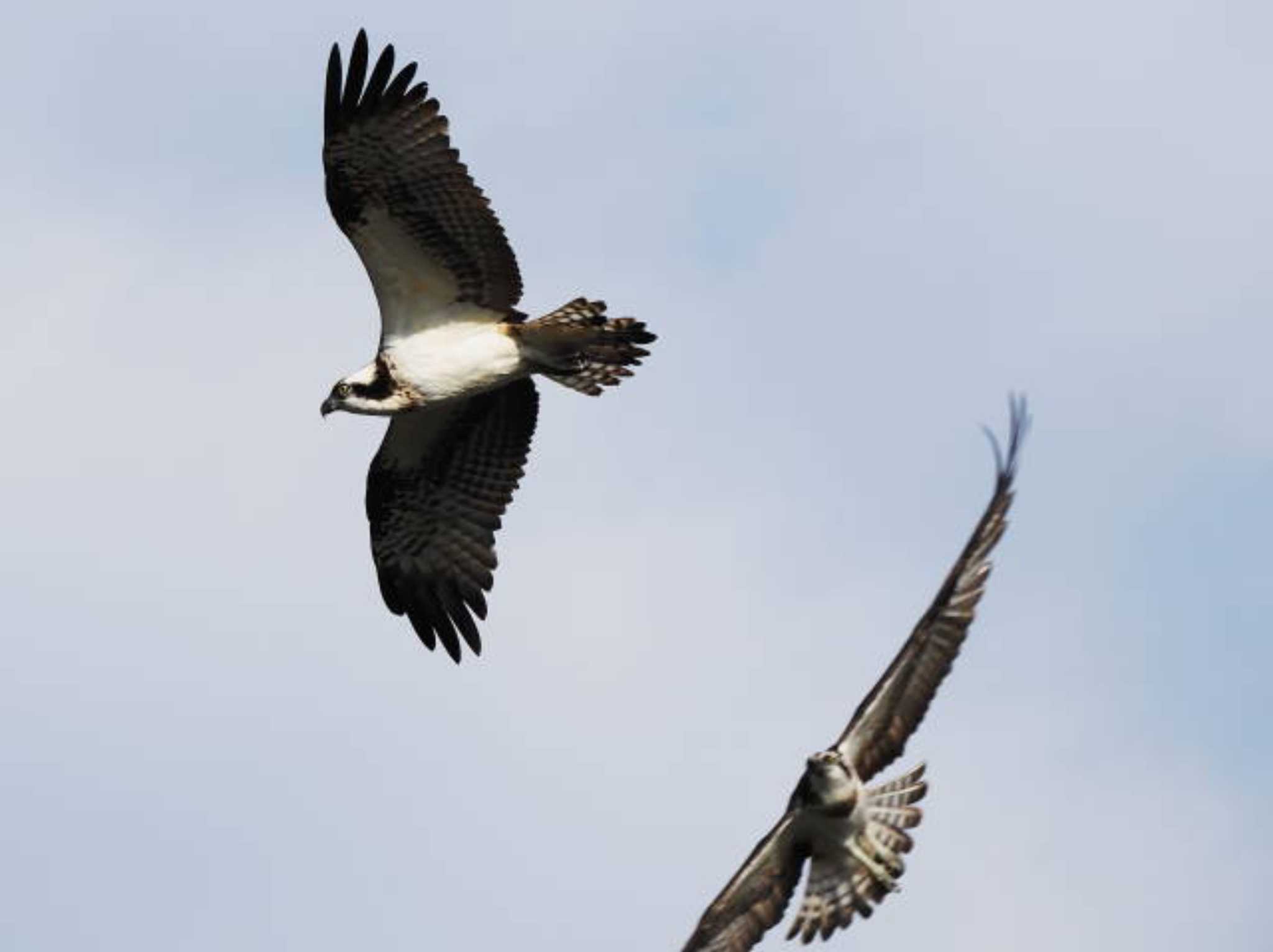 Osprey