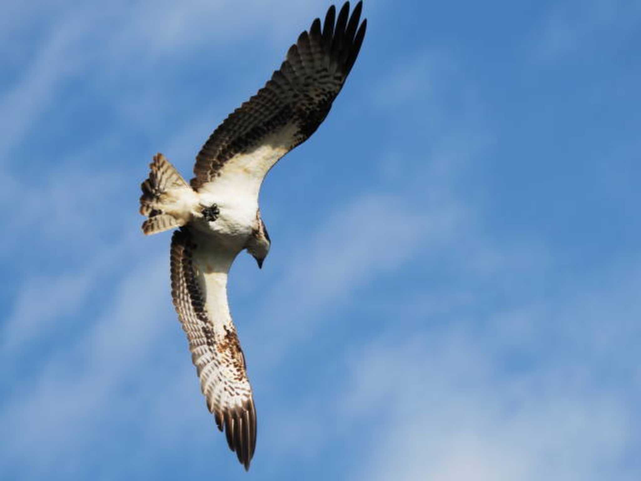 Osprey