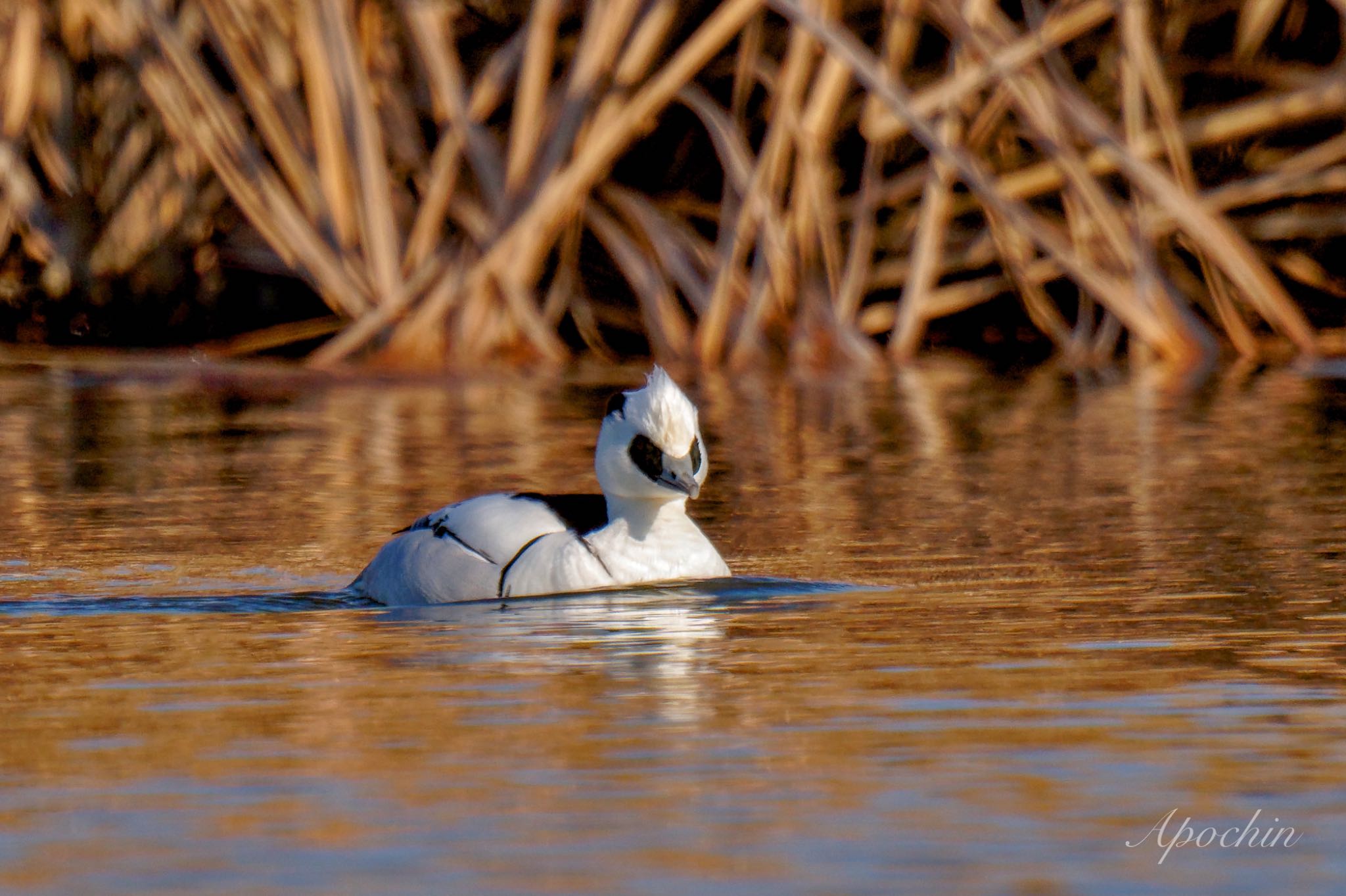 Photo of Smew at Shin-yokohama Park by アポちん