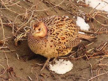 Common Pheasant 石狩川河口 Sat, 1/27/2024