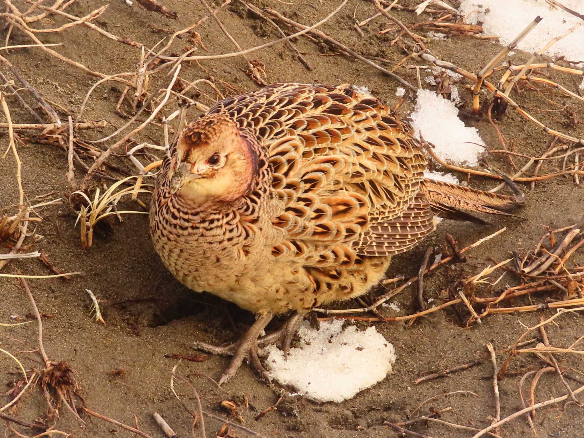 Photo of Common Pheasant at 石狩川河口 by ゆ