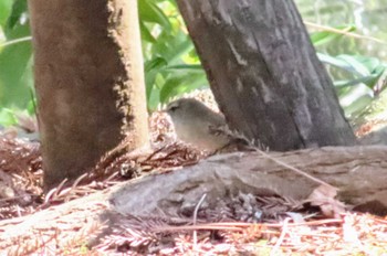 Japanese Bush Warbler 丸池公園 Fri, 2/9/2024