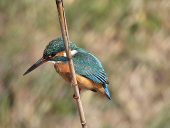 Common Kingfisher 伊奈町綾瀬川 Tue, 2/13/2024