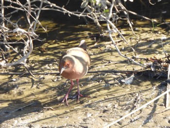 Ruddy-breasted Crake 伊奈町綾瀬川 Tue, 2/13/2024