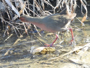 Ruddy-breasted Crake 伊奈町綾瀬川 Tue, 2/13/2024