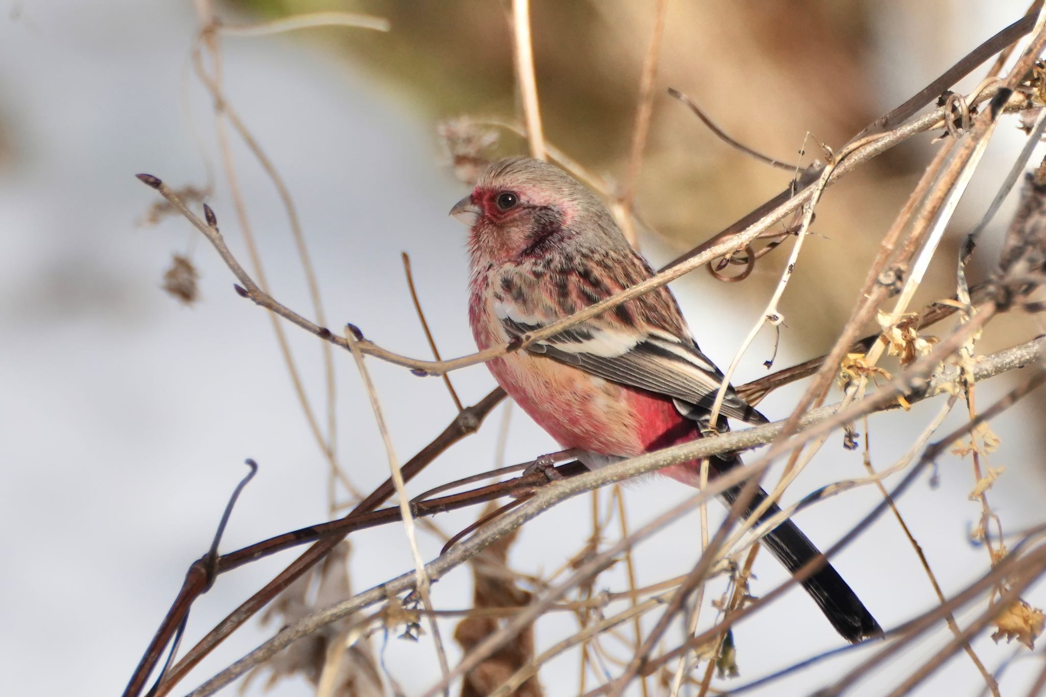 Siberian Long-tailed Rosefinch