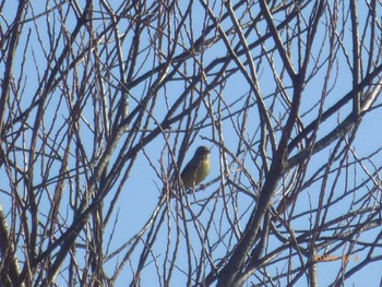 Masked Bunting 大堀川水辺公園 Sat, 2/3/2024