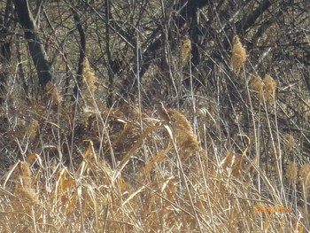 Meadow Bunting 大堀川水辺公園 Sat, 2/3/2024