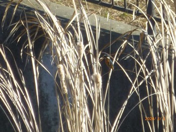 Common Kingfisher 大堀川水辺公園 Sat, 2/3/2024