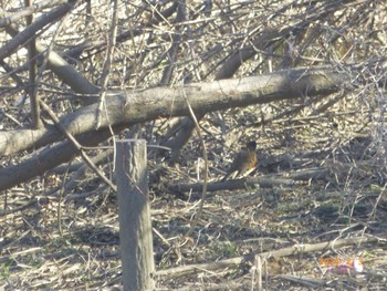 Brown-headed Thrush 大堀川水辺公園 Sat, 2/3/2024