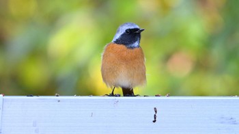 Mon, 2/12/2024 Birding report at 平城宮跡