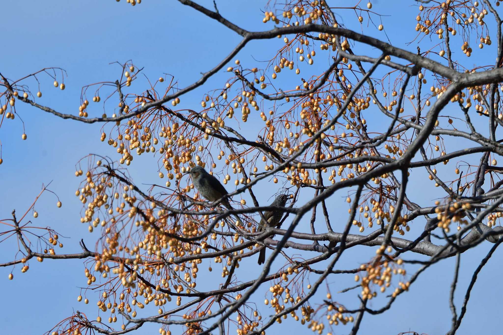 庄内緑地公園 ヒヨドリの写真 by やなさん