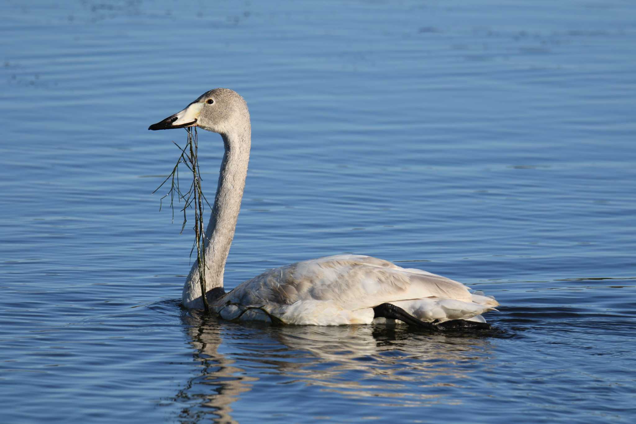 Photo of Tundra Swan at 阿知須 by はやぶさくん