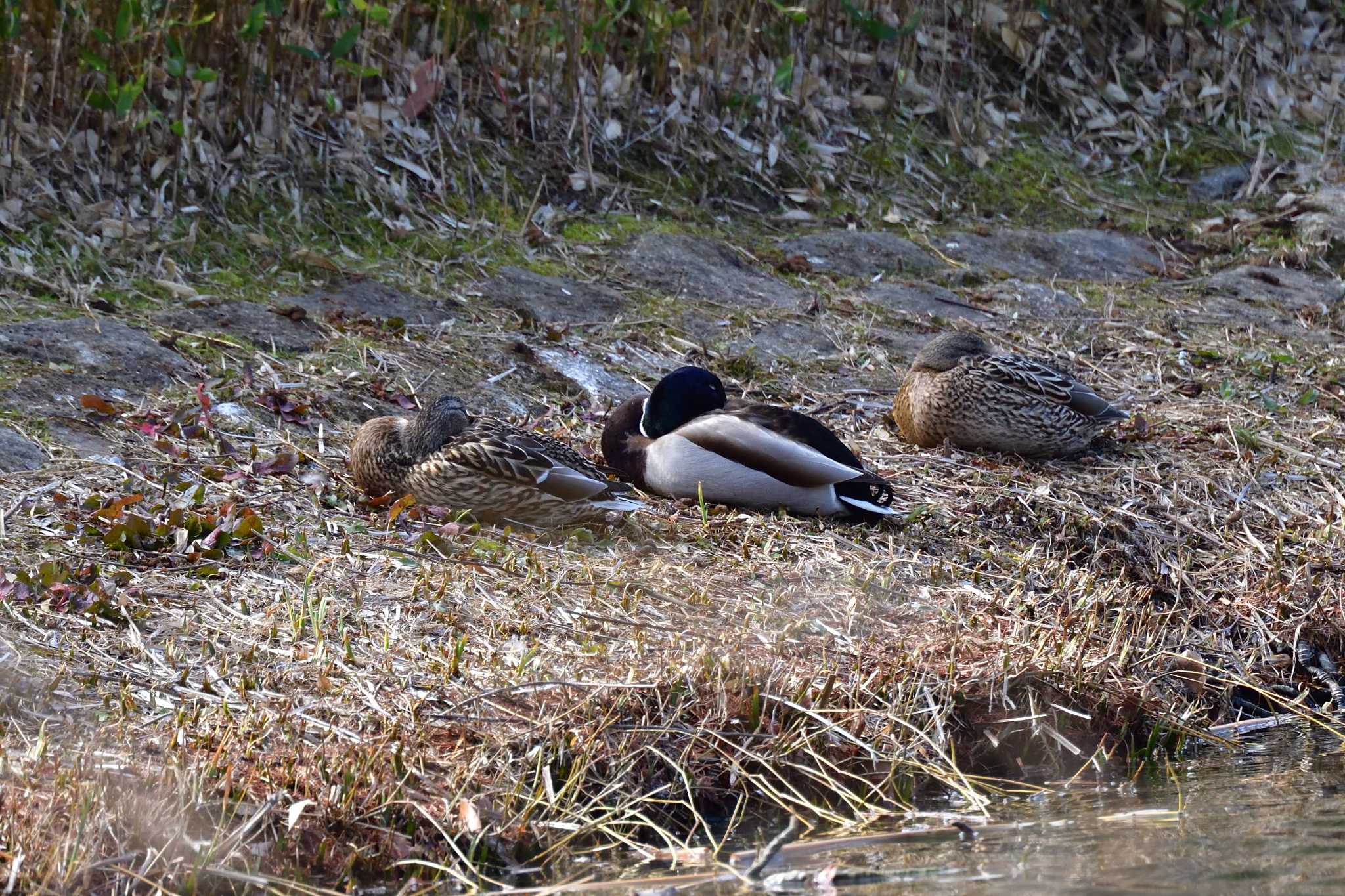 マガモ