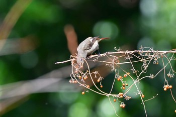 2024年2月9日(金) 庄内緑地公園の野鳥観察記録