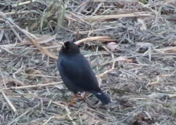 Crested Myna いたち川 Wed, 2/14/2024