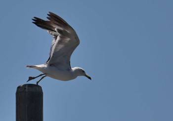 Black-tailed Gull Terugasaki Beach Sat, 7/29/2023