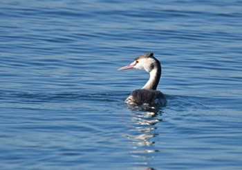 カンムリカイツブリ 葛西臨海公園 2023年12月2日(土)