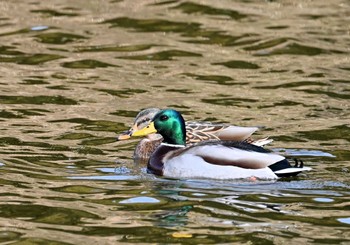 マガモ 葛西臨海公園 2023年11月25日(土)