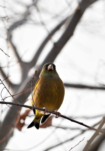 カワラヒワ 葛西臨海公園 2023年12月24日(日)