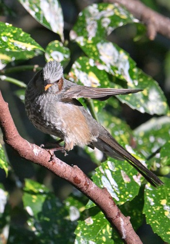 Tue, 1/2/2024 Birding report at Kyoto Gyoen