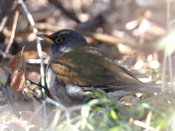 Pale Thrush Akigase Park Mon, 2/12/2024