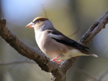 Hawfinch Akigase Park Mon, 2/12/2024