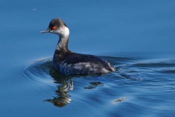 2024年2月14日(水) 多摩川の野鳥観察記録