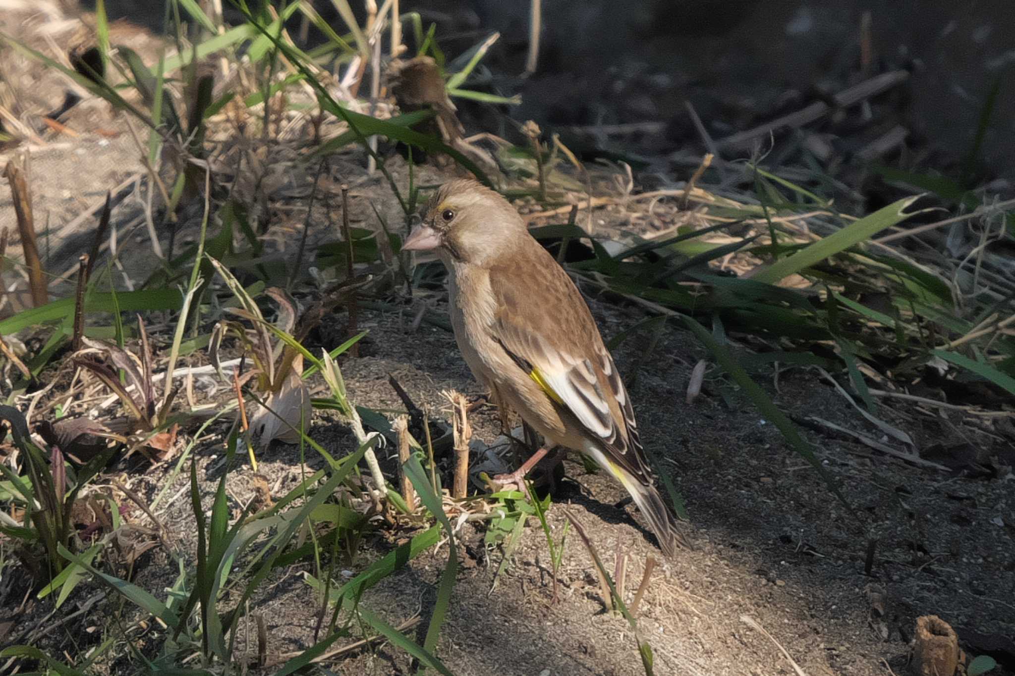 Photo of Grey-capped Greenfinch at 池子の森自然公園 by Y. Watanabe