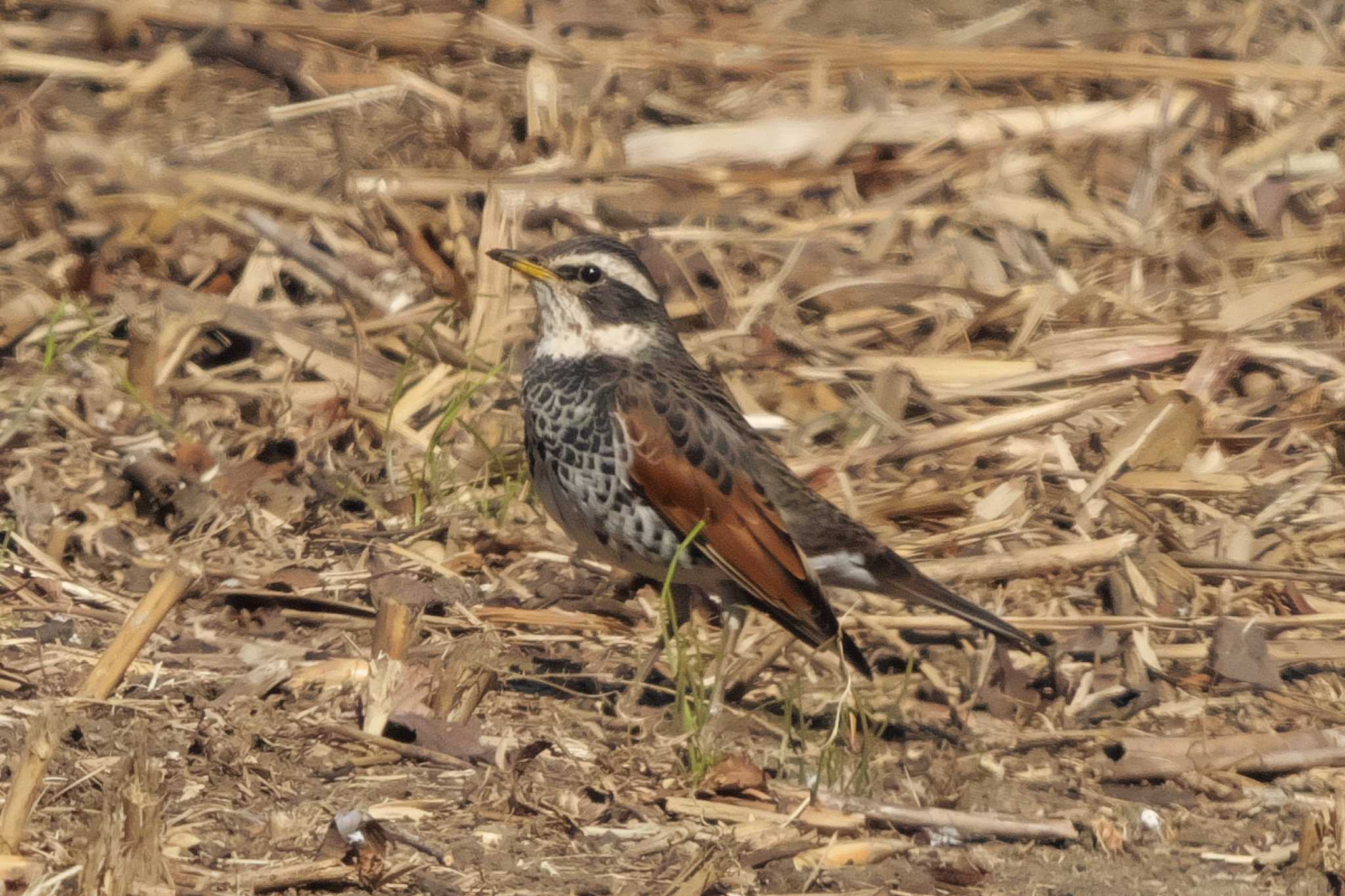 Photo of Dusky Thrush at 池子の森自然公園 by Y. Watanabe