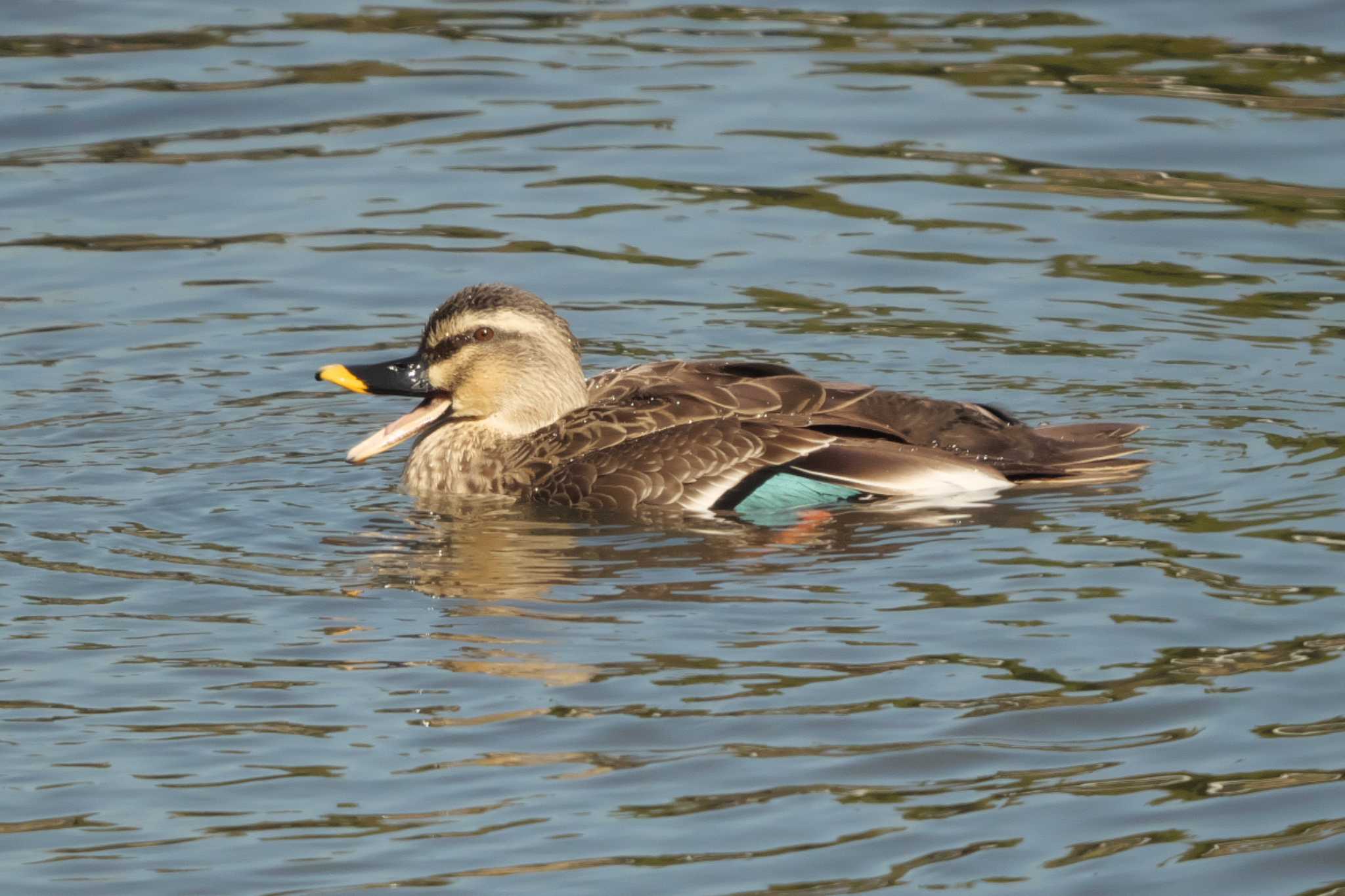 Eastern Spot-billed Duck