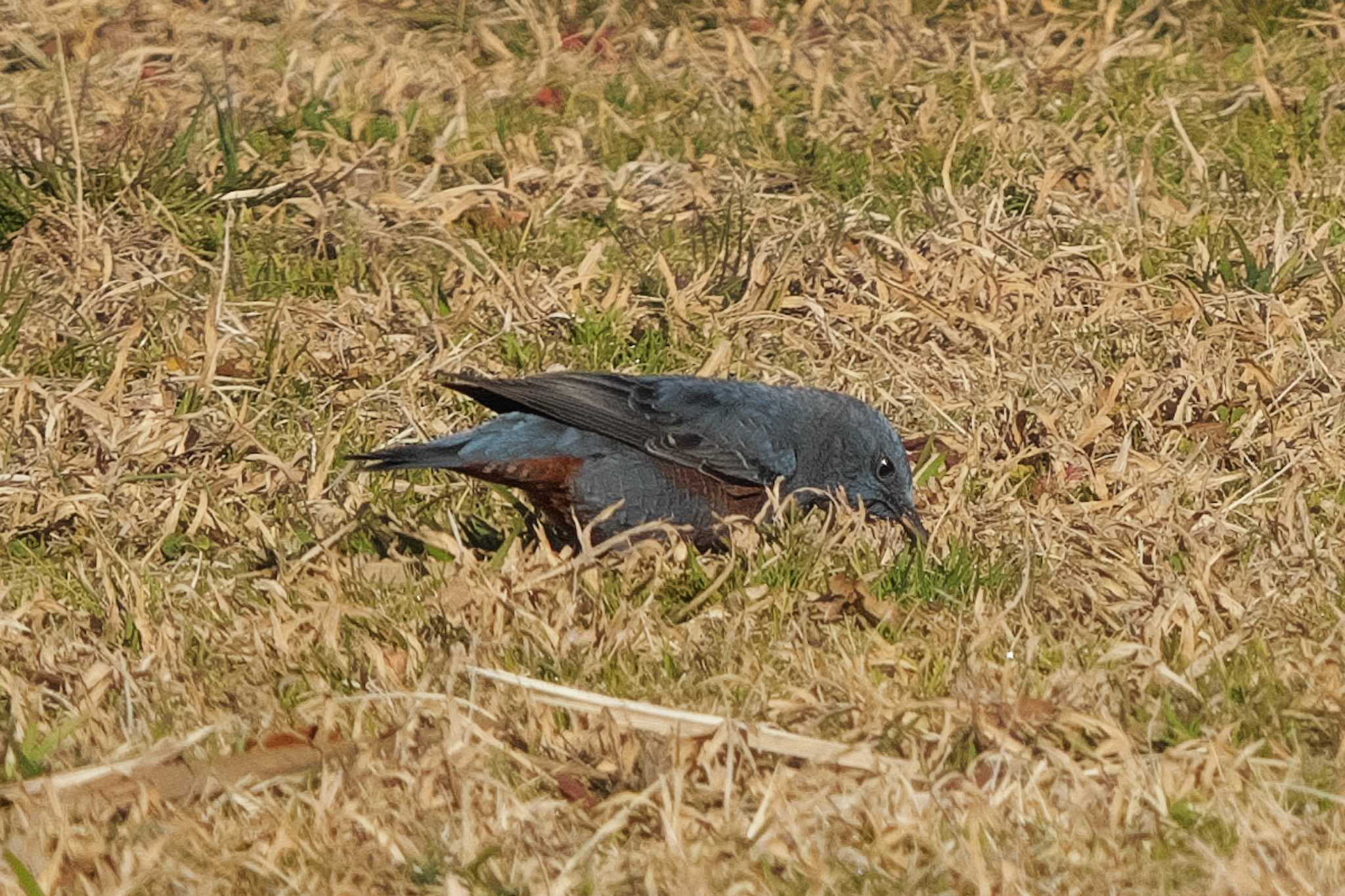 Photo of Blue Rock Thrush at 池子の森自然公園 by Y. Watanabe