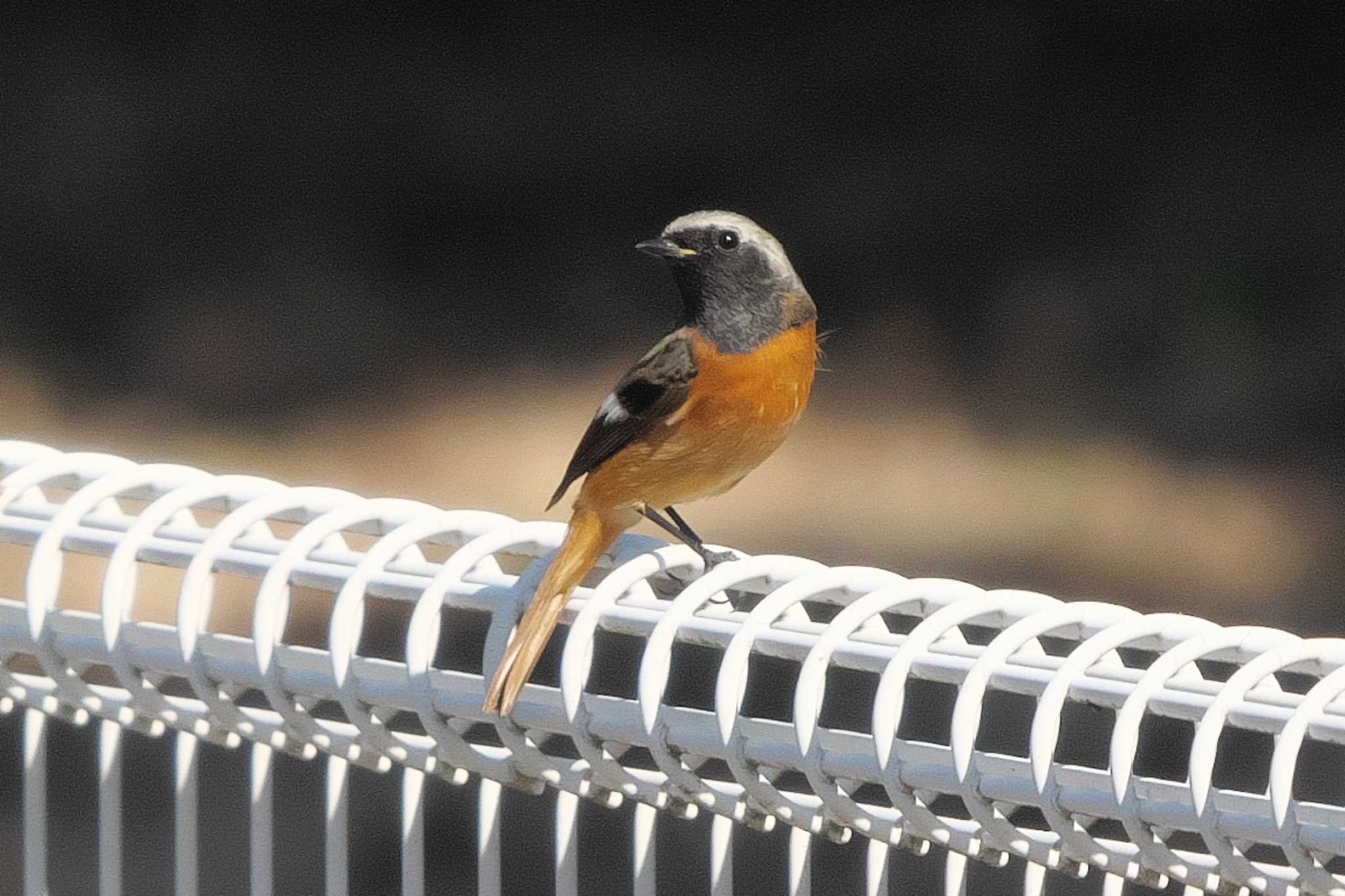 Daurian Redstart