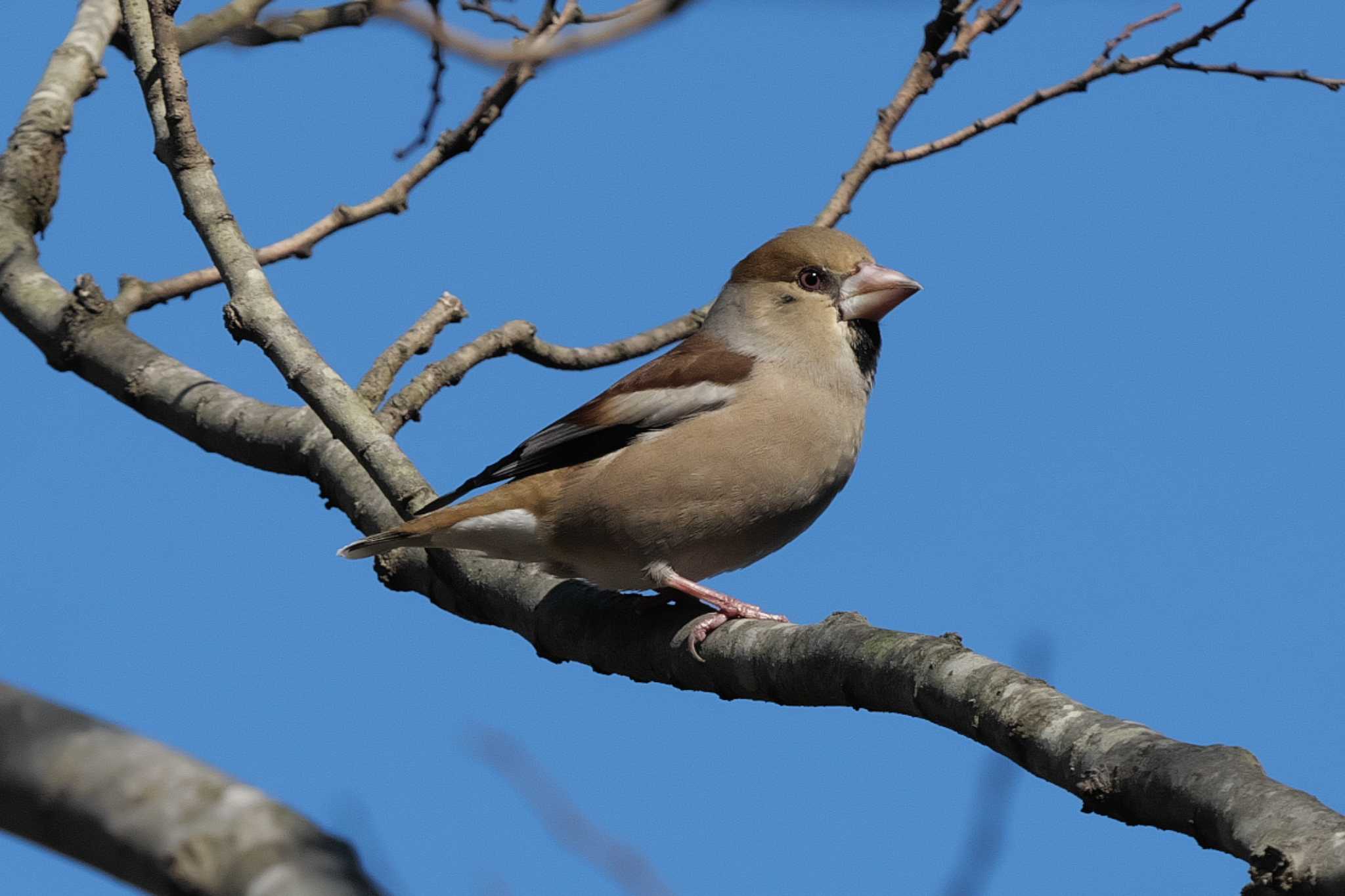 Photo of Hawfinch at 池子の森自然公園 by Y. Watanabe