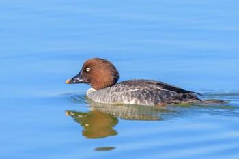 Common Goldeneye 北池 Wed, 1/17/2024