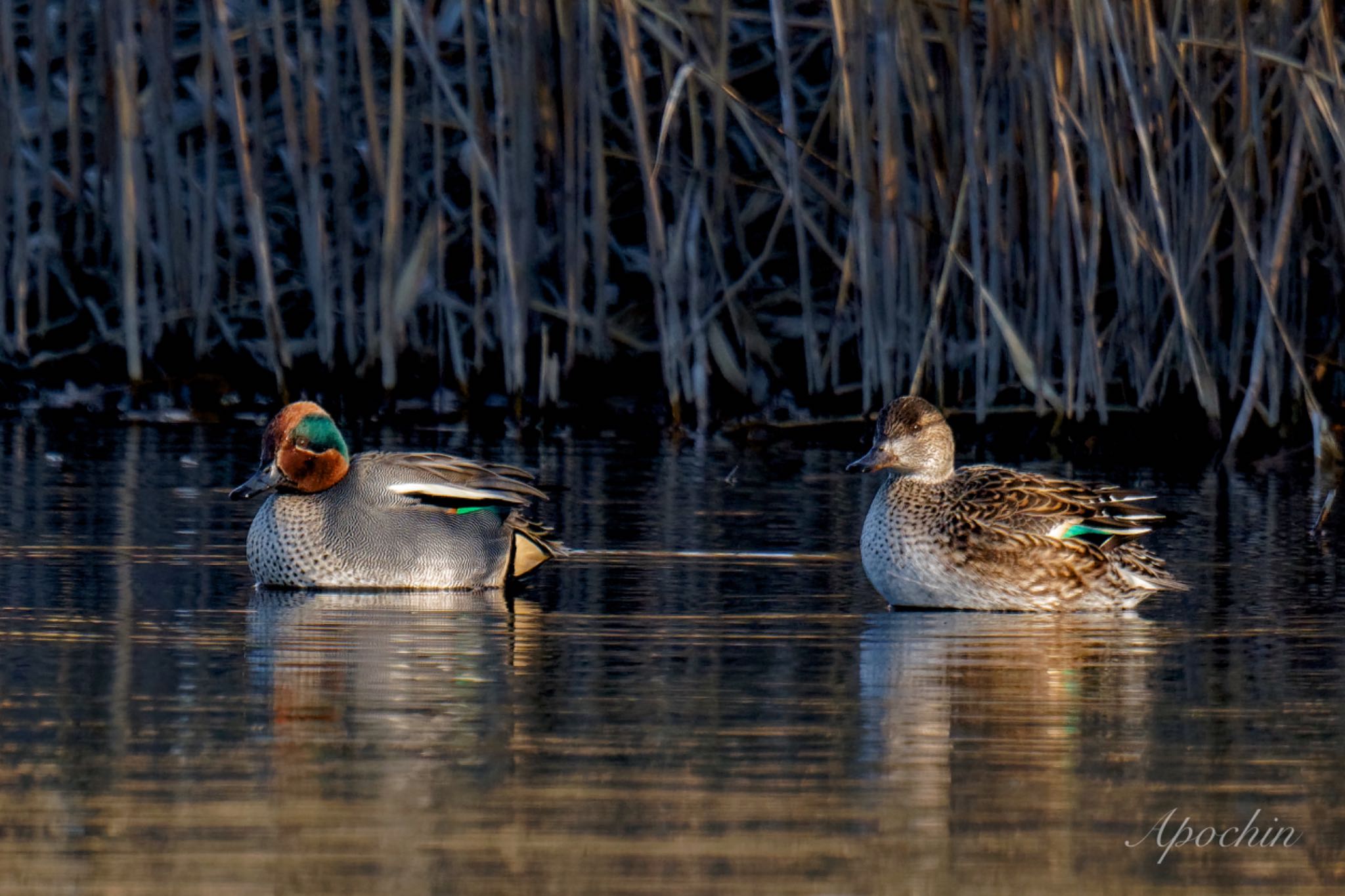 Eurasian Teal