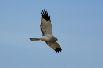 Hen Harrier Watarase Yusuichi (Wetland) Fri, 11/23/2018