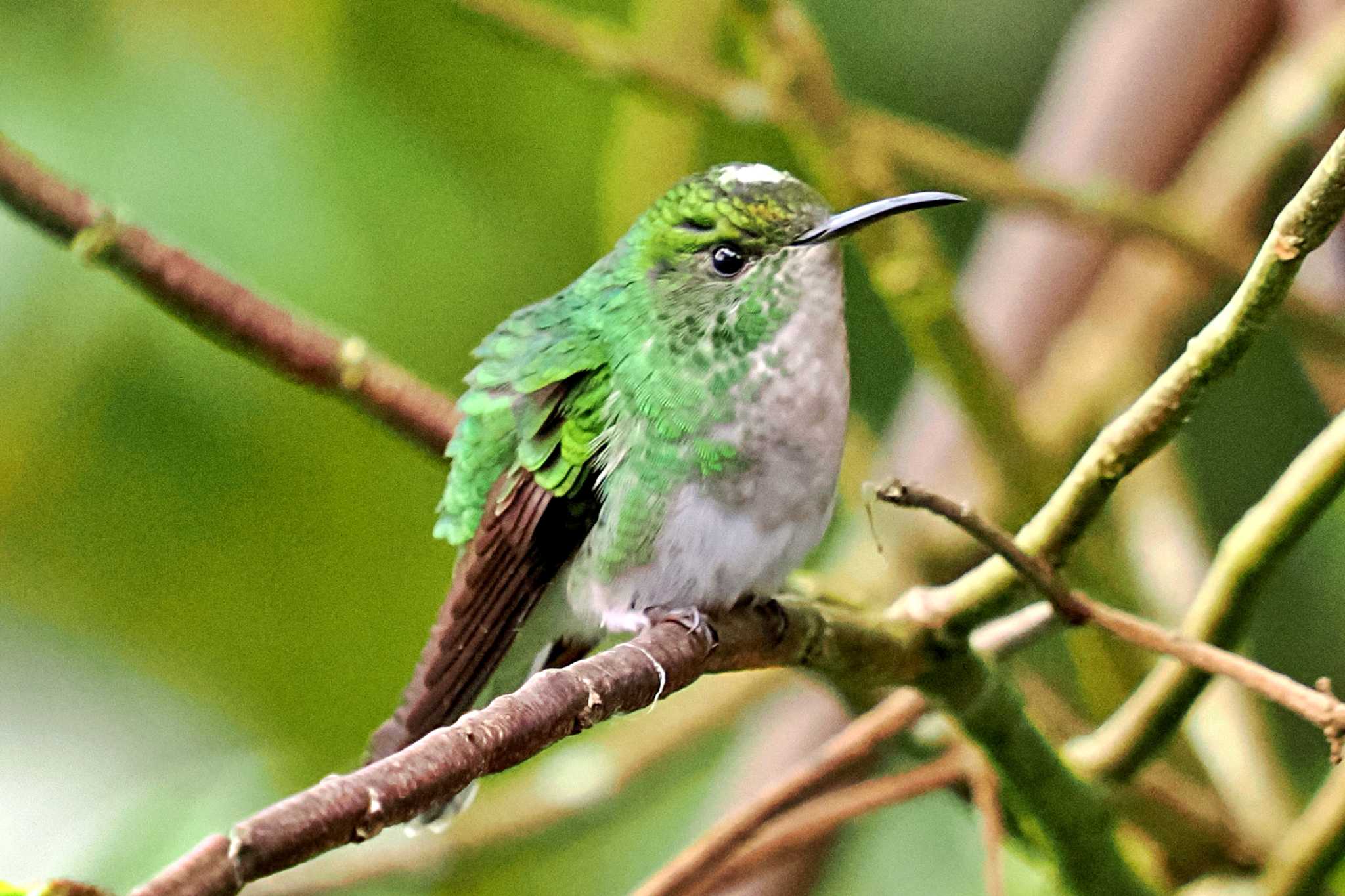 Photo of Coppery-headed Emerald at Galería de Colibries y Restaurante Cinchona(Costa Rica) by 藤原奏冥