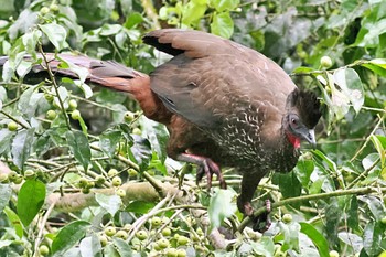 カンムリシャクケイ Pierella Ecological Garden(Costa Rica) 2024年2月9日(金)