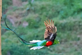 Resplendent Quetzal Miriam's Quetzals(Costa Rica) Tue, 2/13/2024