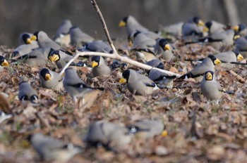 Japanese Grosbeak 下奥富河川敷公園 Mon, 2/12/2024