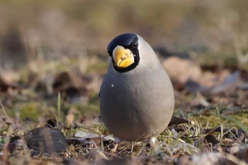 Japanese Grosbeak 下奥富河川敷公園 Mon, 2/12/2024